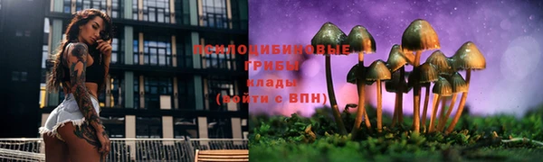 стаф Новозыбков