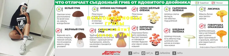 Псилоцибиновые грибы прущие грибы  что такое   Шелехов 